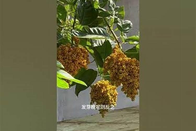 百合长花苞后要怎么养