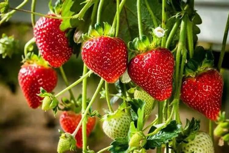 香芋什么病害各位老师？
