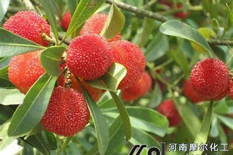 杨梅树什么时候施肥,杨梅树如何施肥？