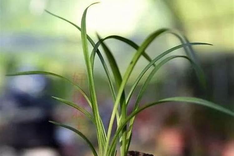兰花叶面需要每天喷一次吗？兰花叶面施肥晚上还是早上好