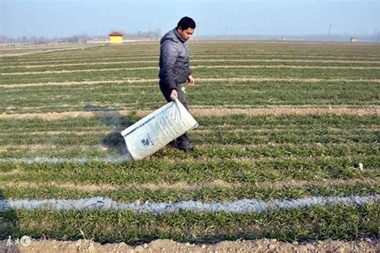 水稻种植钾肥的施用方法是什么？