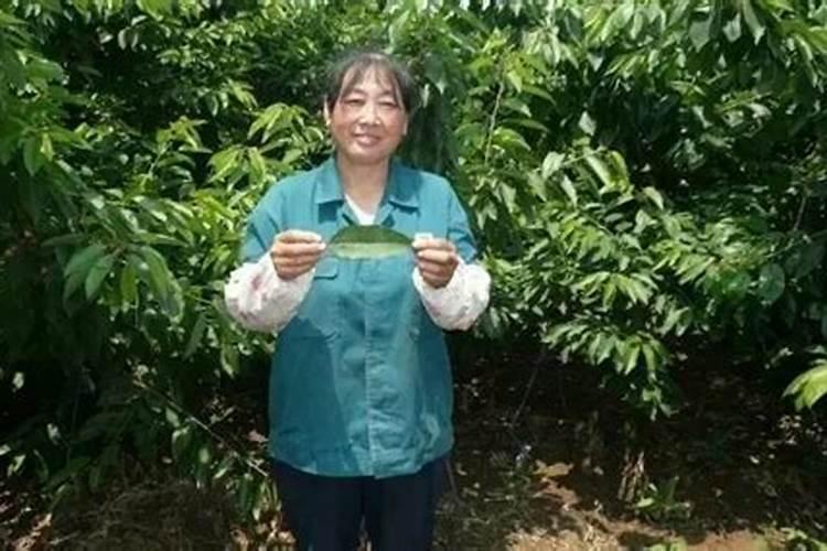 养锦鲤要放什么藻类