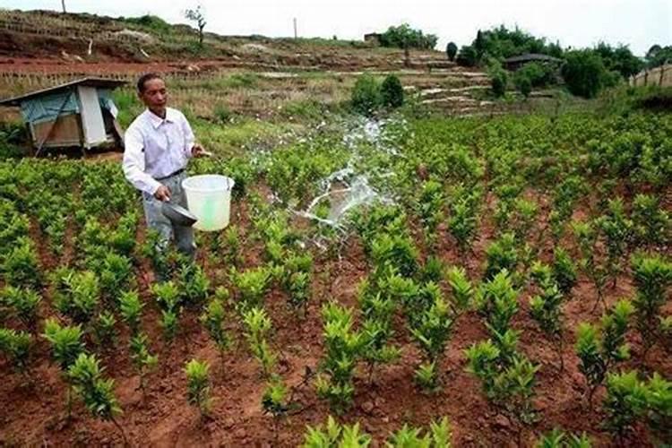 苹果树春季用什么化肥好