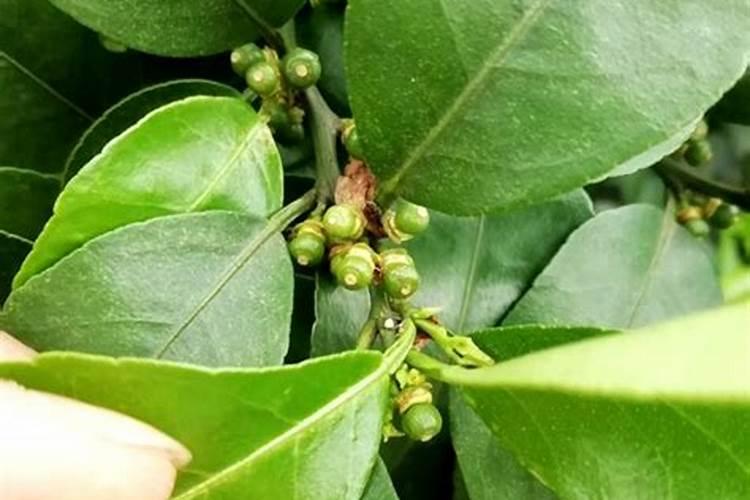 芸苔素加白醋能缓解除草剂药害吗