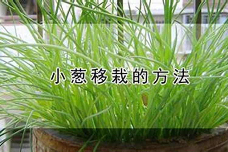 四季豆什么时候施肥 四季豆最佳的施肥时间