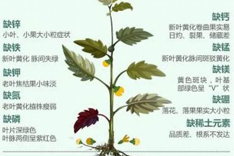 叶子发黄缺什么肥