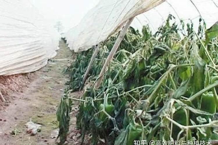 辣椒喷什么叶面肥结果多,多久喷一次