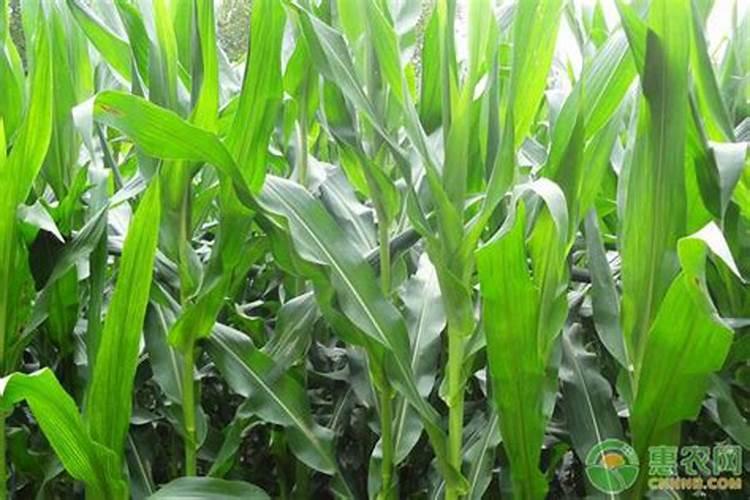 玉米授粉期可以打叶面肥吗,玉米授粉期可以浇水吗