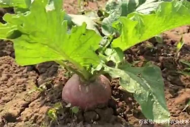 如何种植萝卜,给萝卜施肥选什么肥料