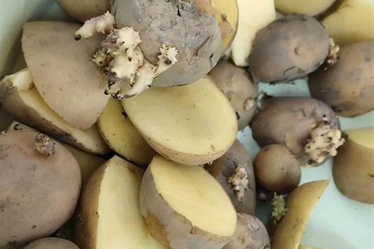 土豆膨大用哪种钾肥好