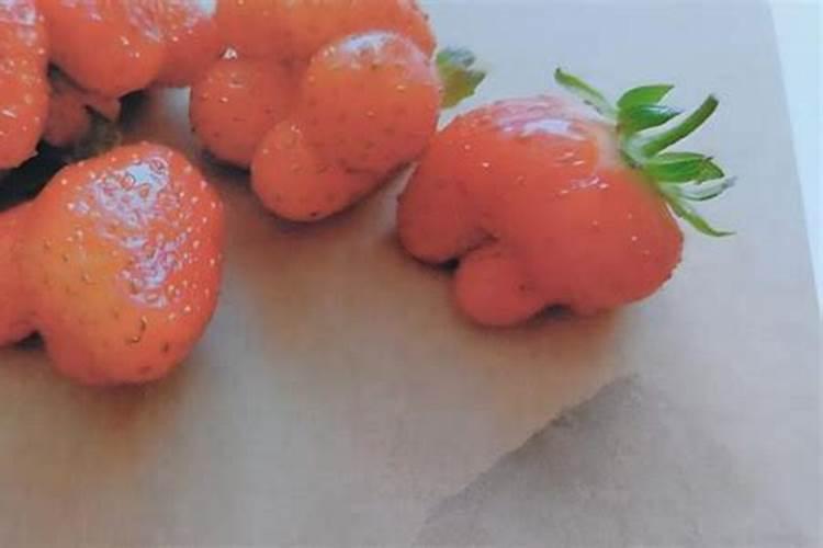 草莓施什么肥料果大
