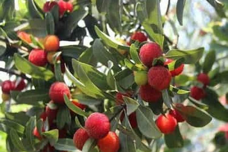 为什么种植油菜要增施硼肥？硼肥的功效有哪些？
