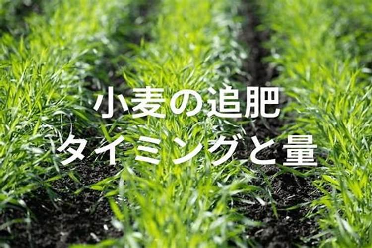 小麦化肥含氮磷钾的量多少最合适