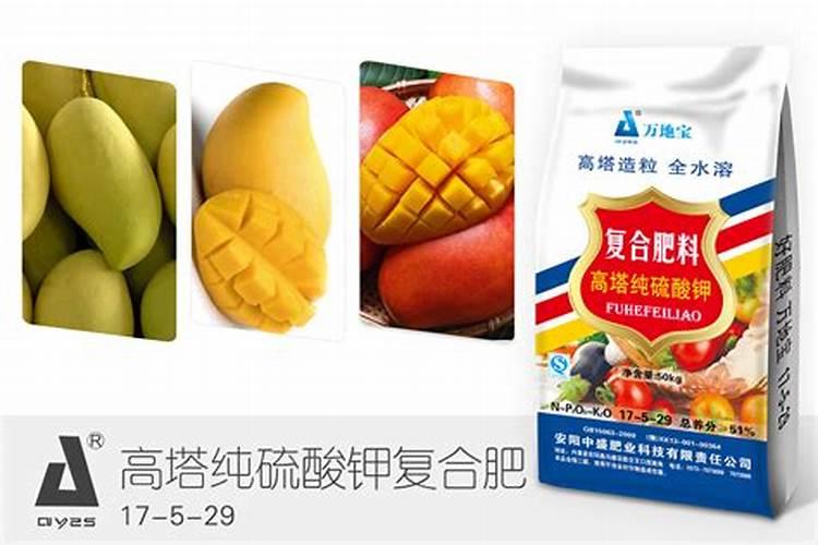 芒果花期管理方法与要点