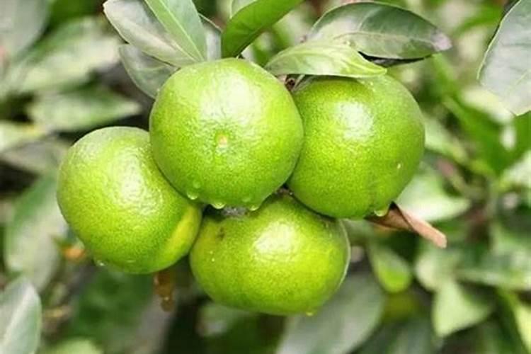 油菜什么时候施硼肥最好