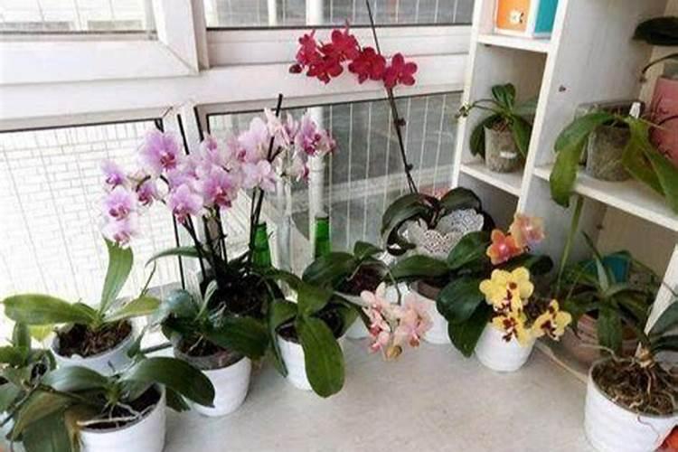 蝴蝶兰开完花,话杆子怎样处理