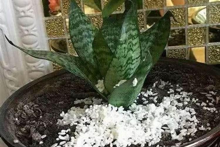 花上肥料上多了怎么办