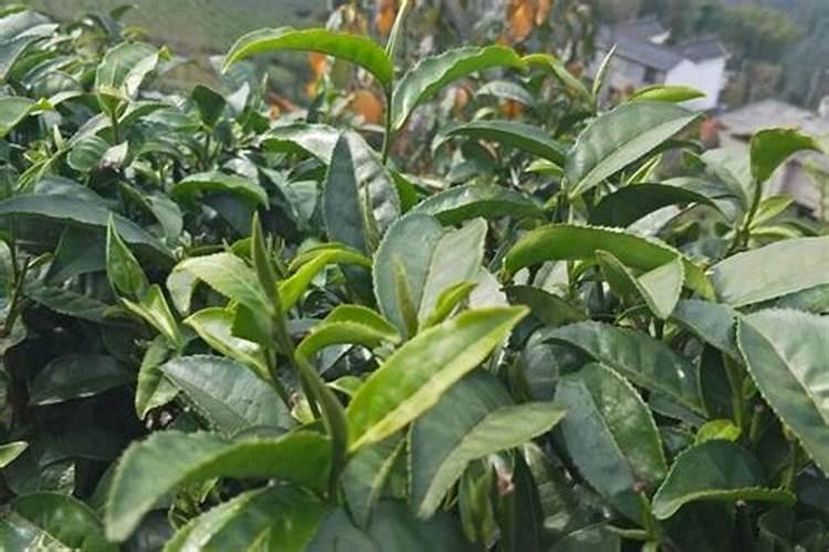 有机茶怎么种如何选