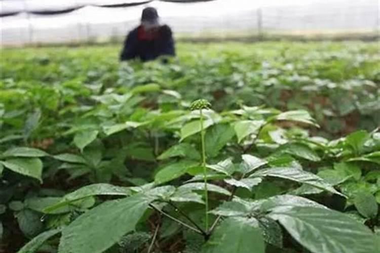农业抗旱的措施有哪些