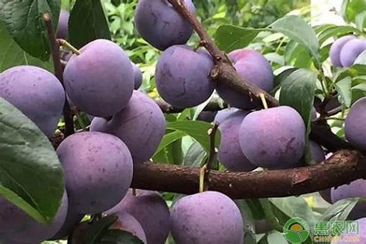 李子有点小用什么化肥好