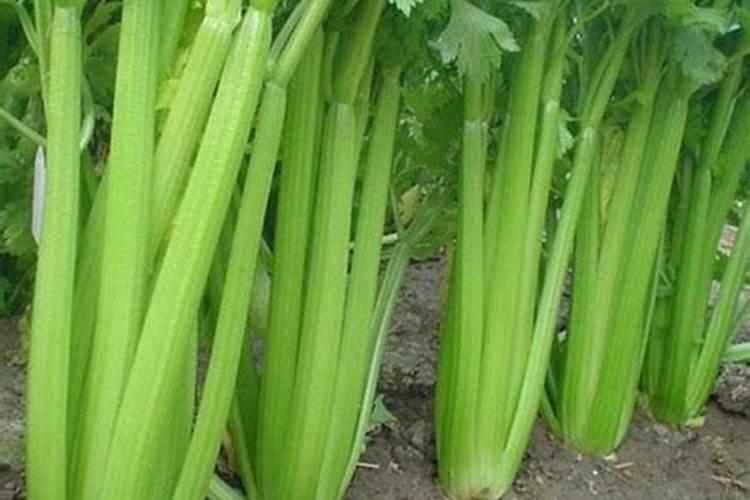 芹菜施什么肥长得好