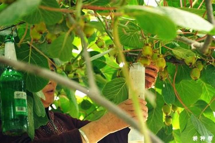 膨果期的葡萄打什么叶面肥能让果子大颜色好？
