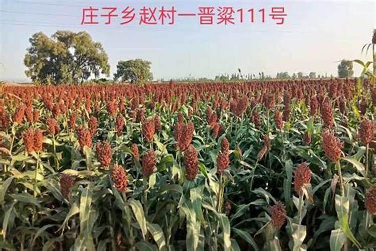 高粱专用肥配方