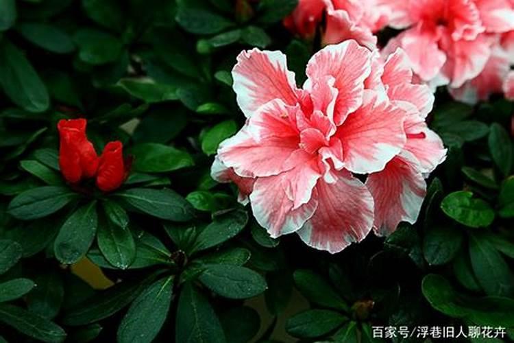 初步区分磷肥和钾肥的步骤和方法