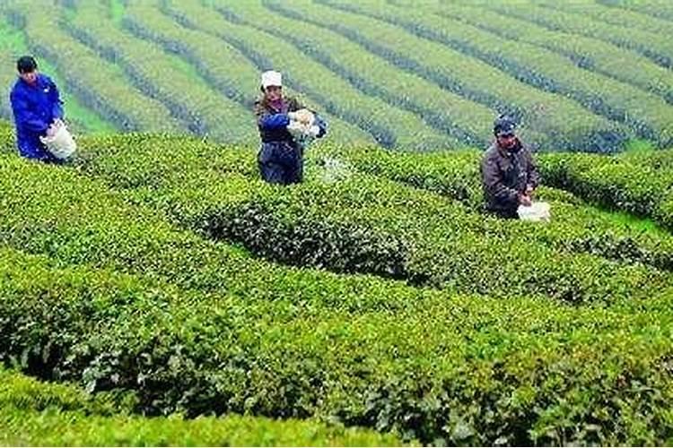 如何种植茶树如何合理给茶叶树施肥