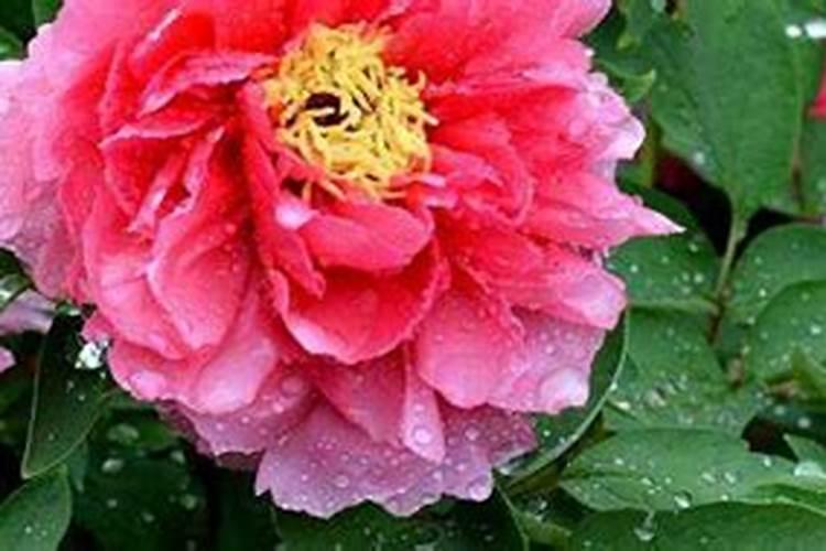牡丹花施什么肥料最好