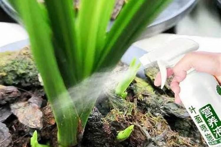 兰花最实用的肥料小妙招(兰花如何施肥管理才能开花)
