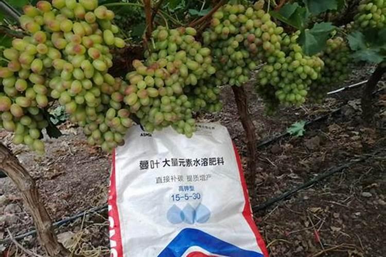 磷酸二氢钾使用方法兰花