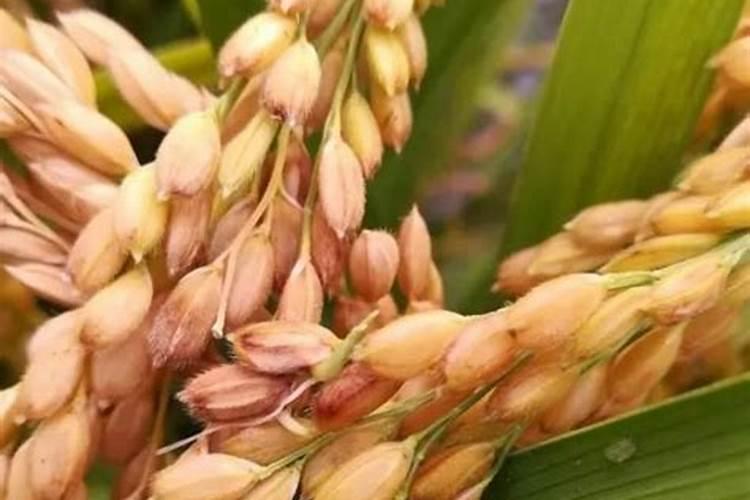 种菠菜什么肥料不能施