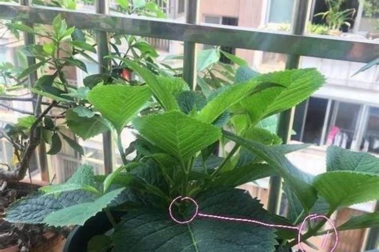 绣球花用什么肥料最好
