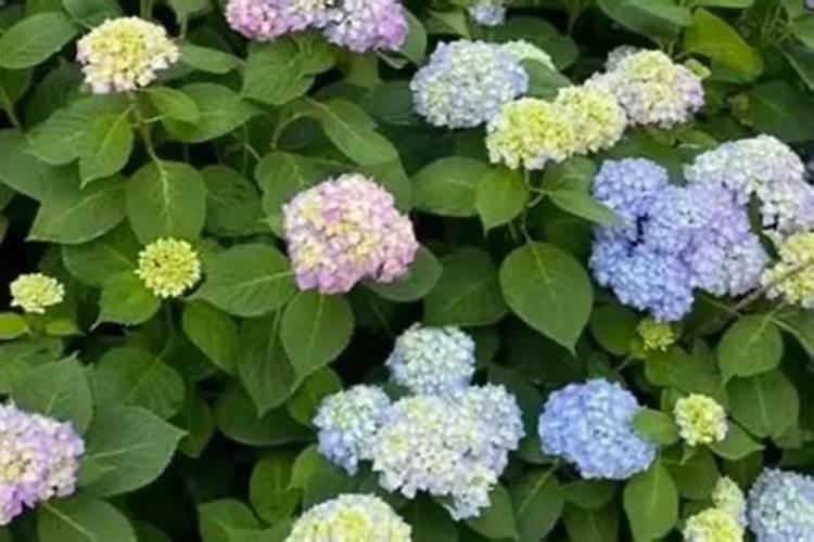 绣球花花谢后如何修剪施肥