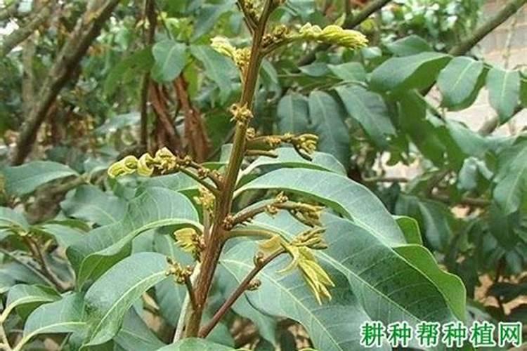 自己种的西瓜为什么不甜