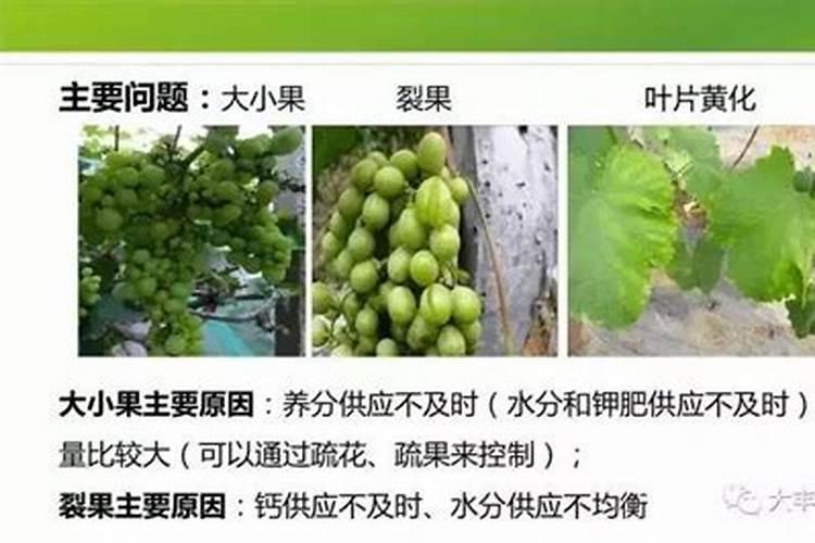 葡萄膨果期如何施肥