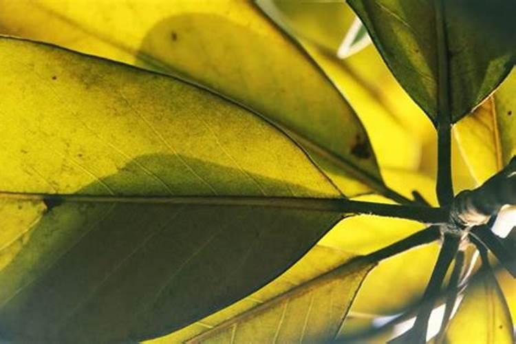 盆栽植物叶面施肥方法,控制浓度均匀喷洒