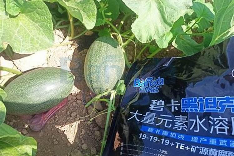 哈密瓜前期缺水,长不大,后期怎么补救？