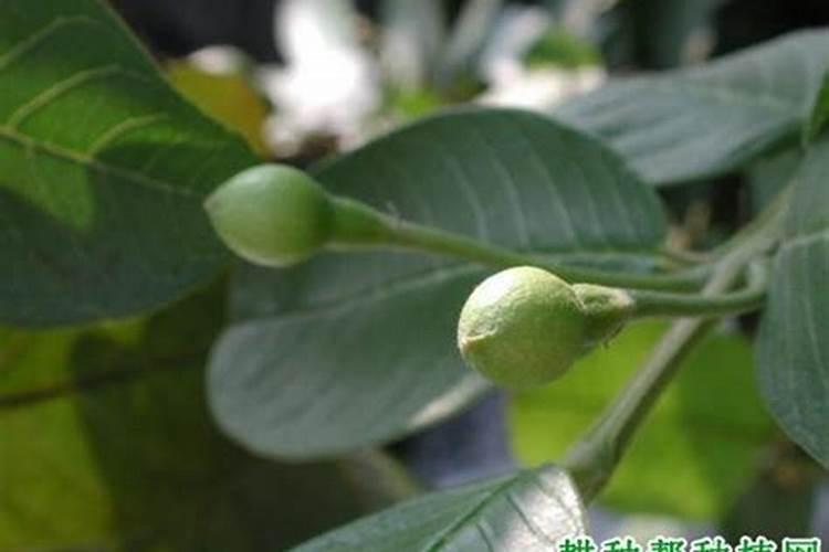 丝爪膨果期用啥肥,以前一直用活力康水溶肥