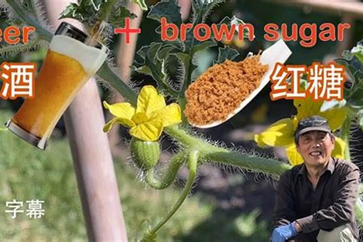 丝瓜种植用什么肥料好