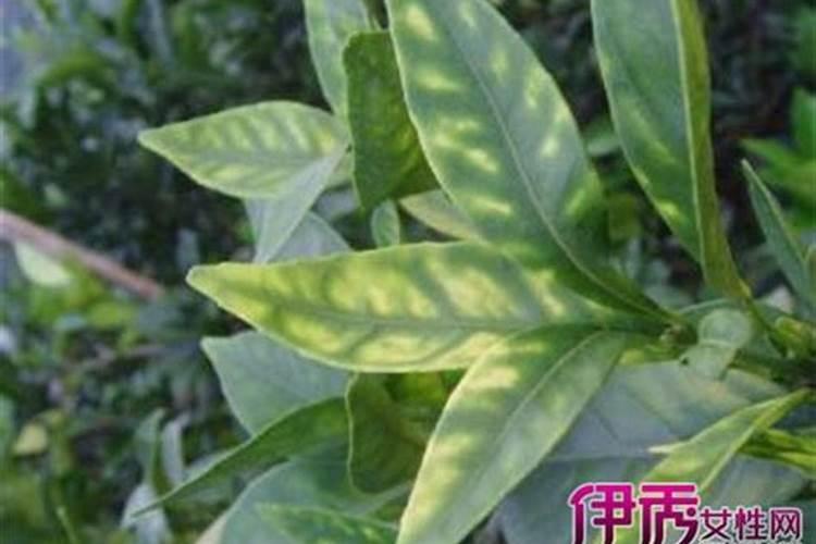 吃生蚝的唯美佳句