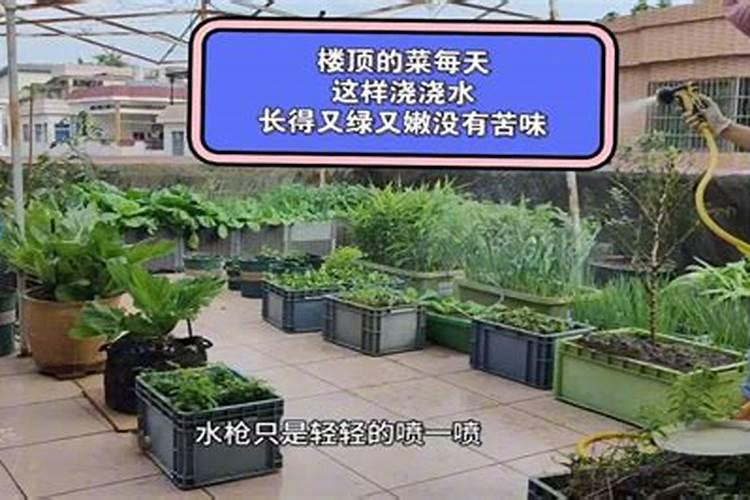 蔬菜晚上施肥好还是早上施肥好(种菜什么时候施肥好)