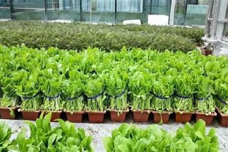 蔬菜晚上施肥好还是早上施肥好