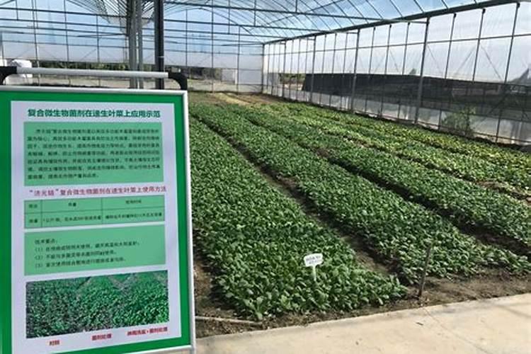 叶面肥什么牌子最好