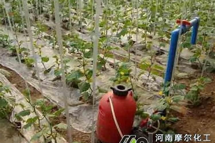 高钾水溶肥什么时候用,在地里几小时见效