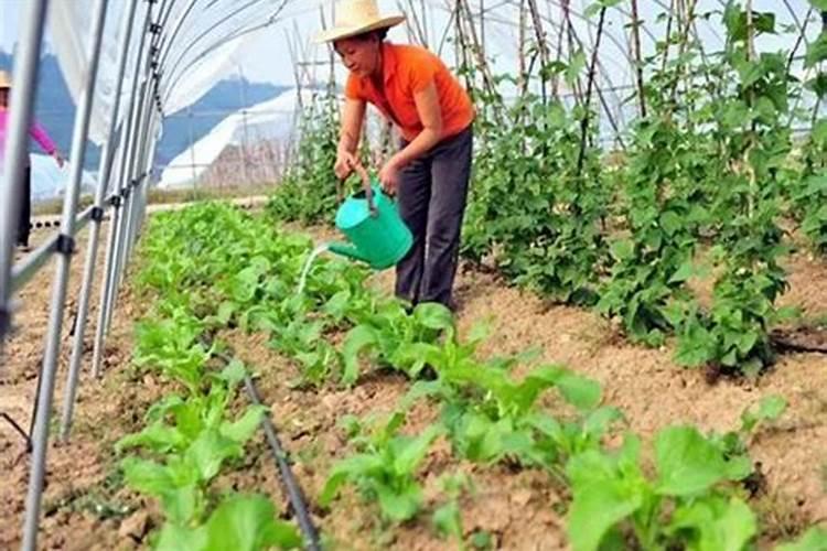 水溶肥施用后多久见效