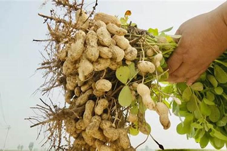 花生喷施硼肥最佳时间 使用注意事项有哪些