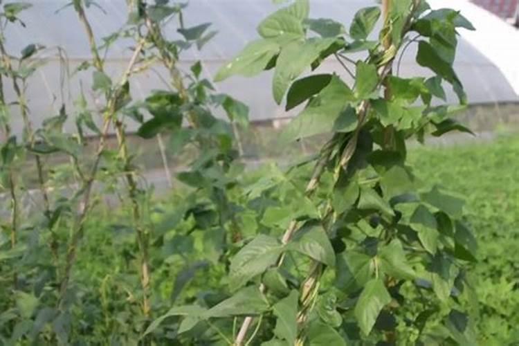 豆角用什么肥料效果好(种植豆角结果期需要什么叶面肥)