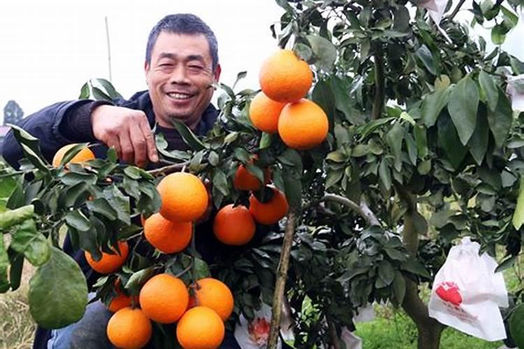 茶园冬季怎么管理